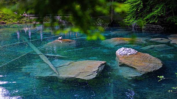 istock Tranquil view of Blausee Lake with emerald turquoise water and submerged tree trunks, surrounded by dense green alpine forest and rocky cliffs in Bernese Oberland, Switzerland, Nature and eco-tourism concept 2229038435