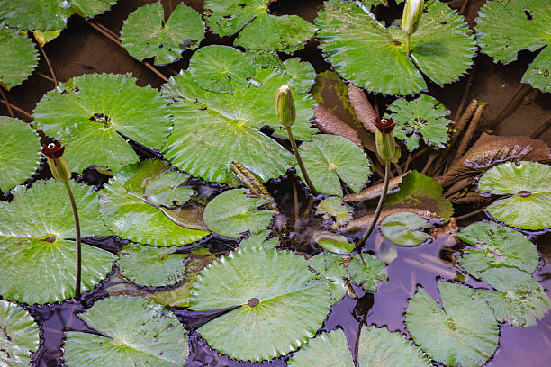 Clicking Stream (river) Frog (Strongylopus grayii) and blue water lily or Cape water lily (Nymphaea nouchali) at Harold Porter Botanical Garden. Betty's (Bettys) Bay. Whale Coast. Overberg. Western Cape. South Africa.