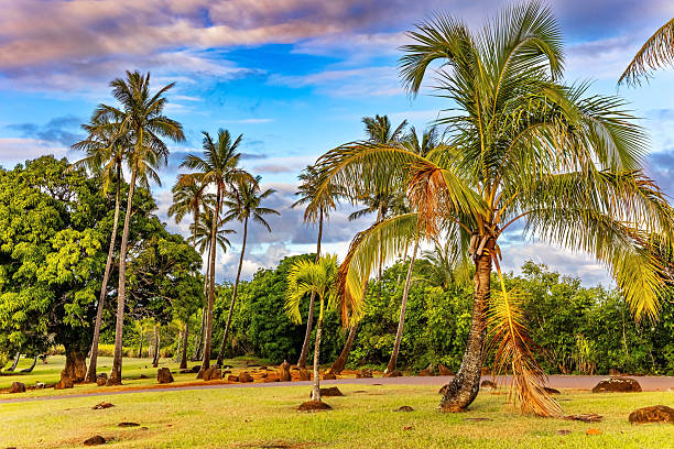 The most beautiful Pacific island - Kauai. Wild roosters and chickens of incredible colors graze on the lawn. The magnificent park. Hawaiian Islands, USA