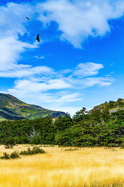 Scenic view of Torres del Paine National Park in Chile