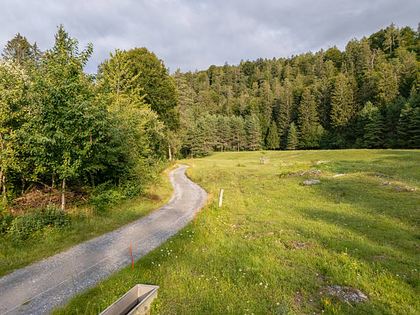 Narrow gravel path curves through lush green meadow beside dense forest trees. Scenic rural trail surrounded by grass and wildflowers in peaceful natural landscape.