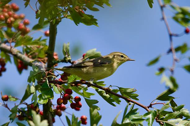 istock Willow warbler woodland bird perched on berry covered branches 2229040380