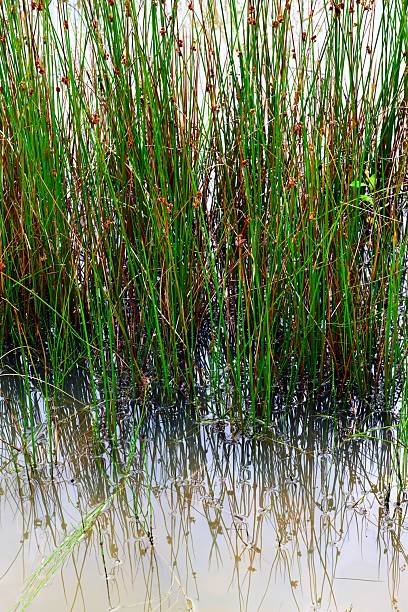 istock textured Aquatic Plants and its Reflections in Water 2229040885