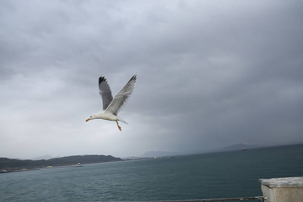 Flash shot of a seagull in flight, with a glimpse of the Amalfi coast in the background on a rainy day