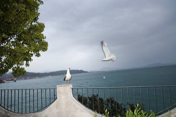 Flash shot of a seagull in flight, with a glimpse of the Amalfi coast in the background on a rainy day