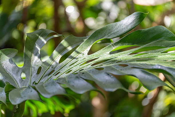 Monstera deliciosa leaf Swiss Spider Plant.
