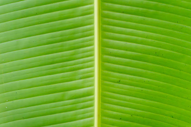 Banana Leaf Musa spp.