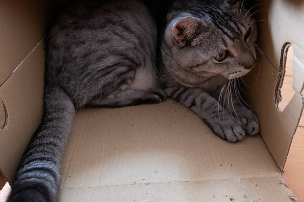 istock Cute cat in a cardboard box 2229043107