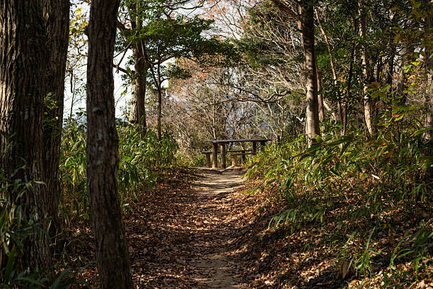 istock Once you leave the forest, you'll reach the observation deck 2229043324