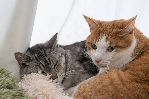istock Two cute cats relaxing by the window 2229043431