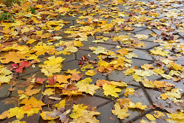 istock Autumnal Scene Fallen Maple Leaves on Brick Pavement close up 2229043947