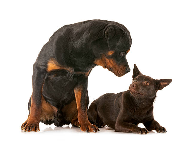 istock Australian Kelpie and rottweiler in studio 2229043975
