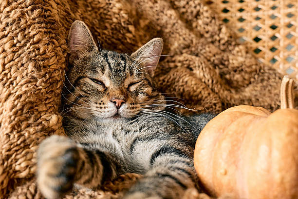 istock Tabby cat sleeping hugging with pumpkin on wicker chair on woolen blanket. Fall mood, autumn vibes. Thanksgiving day. 2229044295