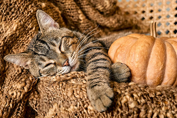 istock Tabby cat sleeping hugging with pumpkin on wicker chair on woolen blanket. Fall mood, autumn vibes. Thanksgiving day. 2229044296