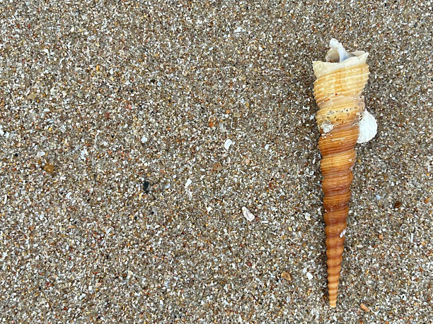 shellsea and the beach in the morning