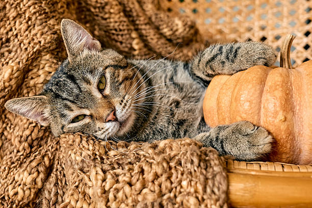 istock Tabby cat sleeping hugging with pumpkin on wicker chair on woolen blanket. Fall mood, autumn vibes. Thanksgiving day. 2229044859