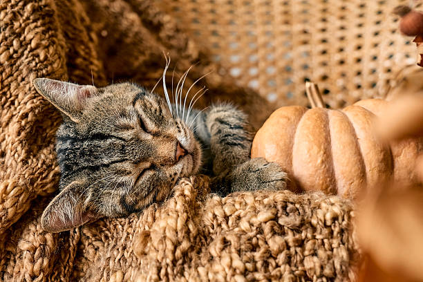 istock Tabby cat sleeping hugging with pumpkin on wicker chair on woolen blanket. Fall mood, autumn vibes. Thanksgiving day. 2229044882