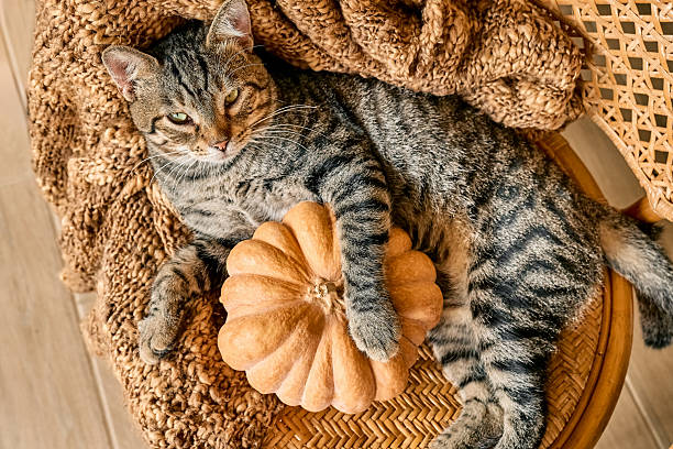 istock Tabby cat sleeping hugging with pumpkin on wicker chair on woolen blanket. Fall mood, autumn vibes. Thanksgiving day. 2229044888