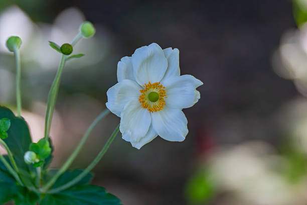 istock Autumn Anemone Anemone hupehensis. 2229045294