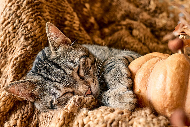 istock Tabby cat sleeping hugging with pumpkin on wicker chair on woolen blanket. Fall mood, autumn vibes. Thanksgiving day. 2229045342