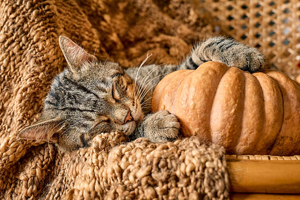 istock Tabby cat sleeping hugging with pumpkin on wicker chair on woolen blanket. Fall mood, autumn vibes. Thanksgiving day. 2229045754