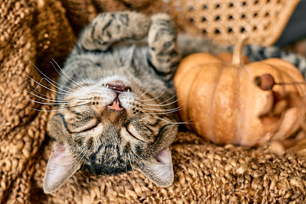 istock Tabby cat sleeping hugging with pumpkin on wicker chair on woolen blanket. Fall mood, autumn vibes. Thanksgiving day. 2229045777