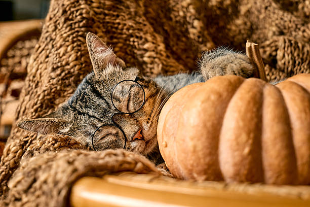 istock Tabby cat sleeping hugging with pumpkin on wicker chair on woolen blanket. Fall mood, autumn vibes. Thanksgiving day. 2229045817
