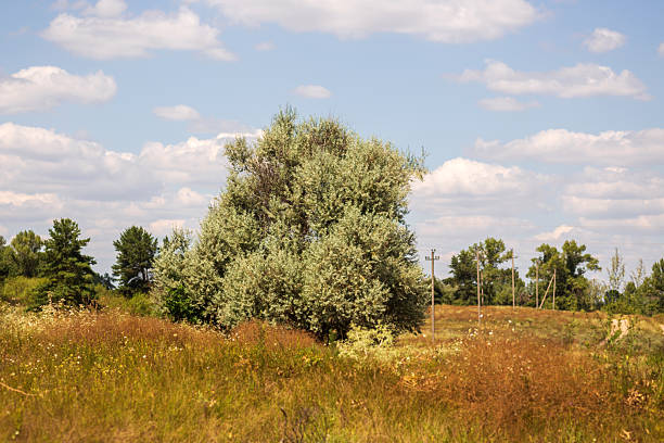 A picturesque countryside scene featuring a lush tree and a field bursting with yellow wildflowers, identified as Jacobaea vulgaris, under a bright blue summer sky, radiating calm and natural beauty.