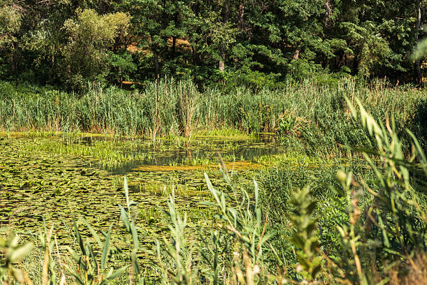 istock Summer Lake Landscape with Green Grass and Blue Sky 2229047155
