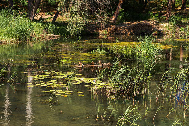 istock Summer Lake Landscape with Green Grass and Blue Sky 2229047158