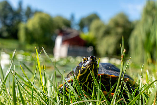 istock Turtle in the grass, head-on, with a pagoda in the background. 2229047967