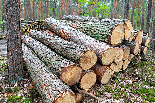istock Stacked logs in a forest clearing during early spring 2229048233