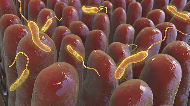 istock Cholera bacteria in human intestine, illustration 2229048671