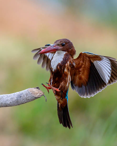 istock Moment of bird 2229049902