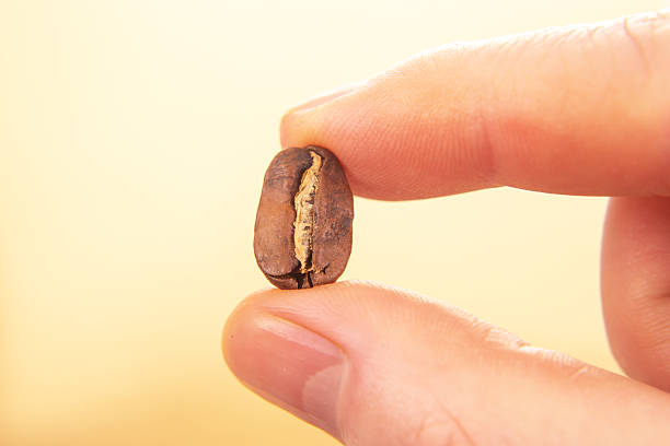 istock close-up of a hand holding a single roasted coffee bean, split open to reveal its texture, against a soft beige background. Perfect for coffee-related themes. 2229052352