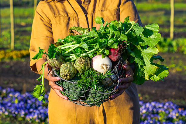 Wild garlic, nettle, dandelion and other medicinal herbs and wild edible plants growing in early spring. Spring background with flowers, herbs and plants