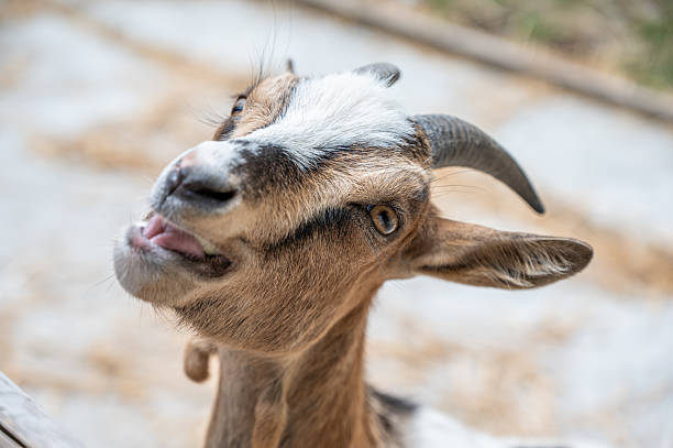 istock close up of a goat 2229052717