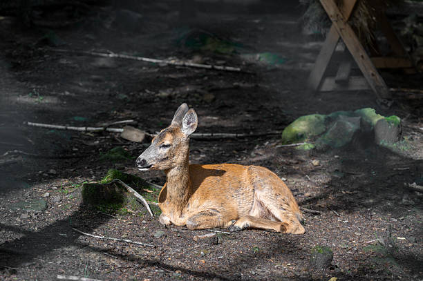 A female deer (fallow dear) in natural setting