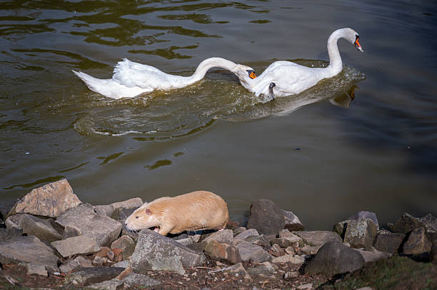a fight between two swans on a lake and a nutria