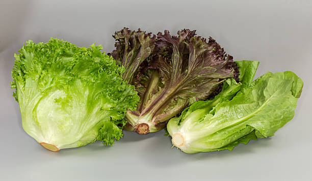 Three heads of different salad green - romaine lettuce, curly red and green leaf lettuce lie on their sides on a gray surface, view from the stumps side