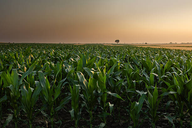 istock Sunrise over a field of young corn. 2229055308