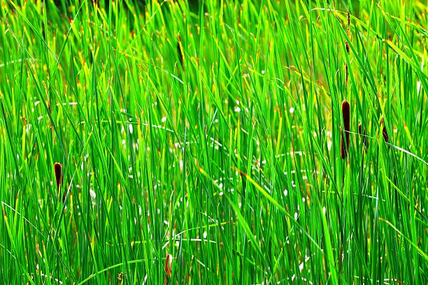 Vibrant Green Reeds and Cattails in Sunlight