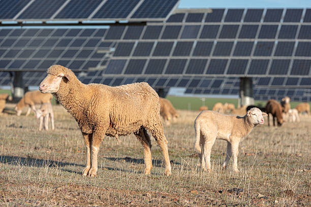 istock Solar energy and livestock coexisting in the countryside 2229055551