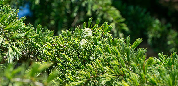 istock Close-up view of lush green Himalayan cedar (Cedrus Deodara, Deodar) tree branches with young, light green cones, set against blurred natural background in Adler resort city near Sochi 2229055643