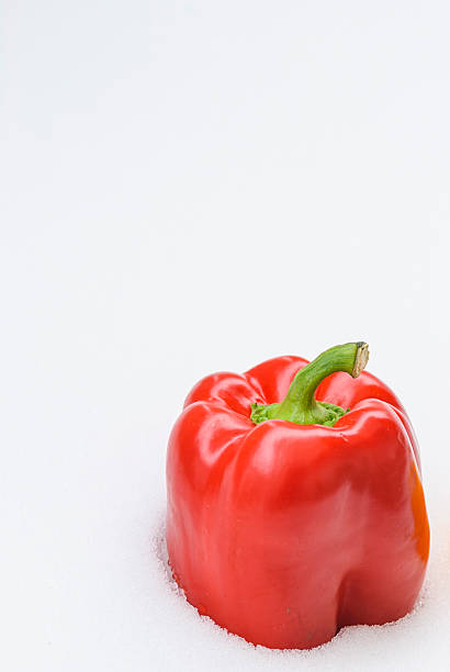 A vivid red capsicum pepper rests on a blanket of fresh snow, showcasing the striking contrast between the colorful vegetable and the cold white terrain.