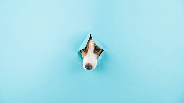 istock Dog nose from a hole in paper blue background. Copy space. 2229055906