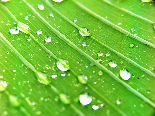 istock Fresh Green Leaf With Morning Dew Droplets in Macro View 2229056166