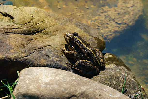 Frog Rana ridibunda (pelophylax ridibundus) is lying down on rock by the pond, basking in the sunlight