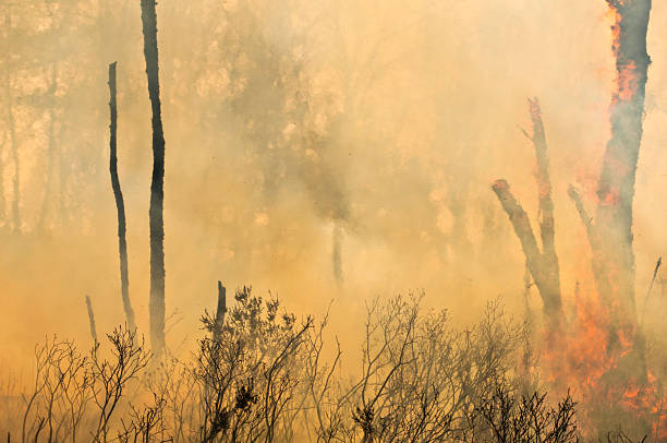 Bonfire creating thick smoke