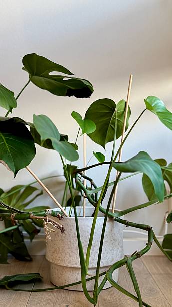 istock Thriving green monstera plant 2229057957